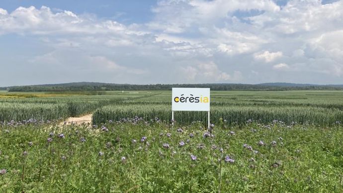 L’augmentation de la biomasse des couverts est un des leviers mobilisables pour améliorer son bilan carbone. C’est une des solutions d’accompagnement proposée par Cérèsia à ses adhérents.